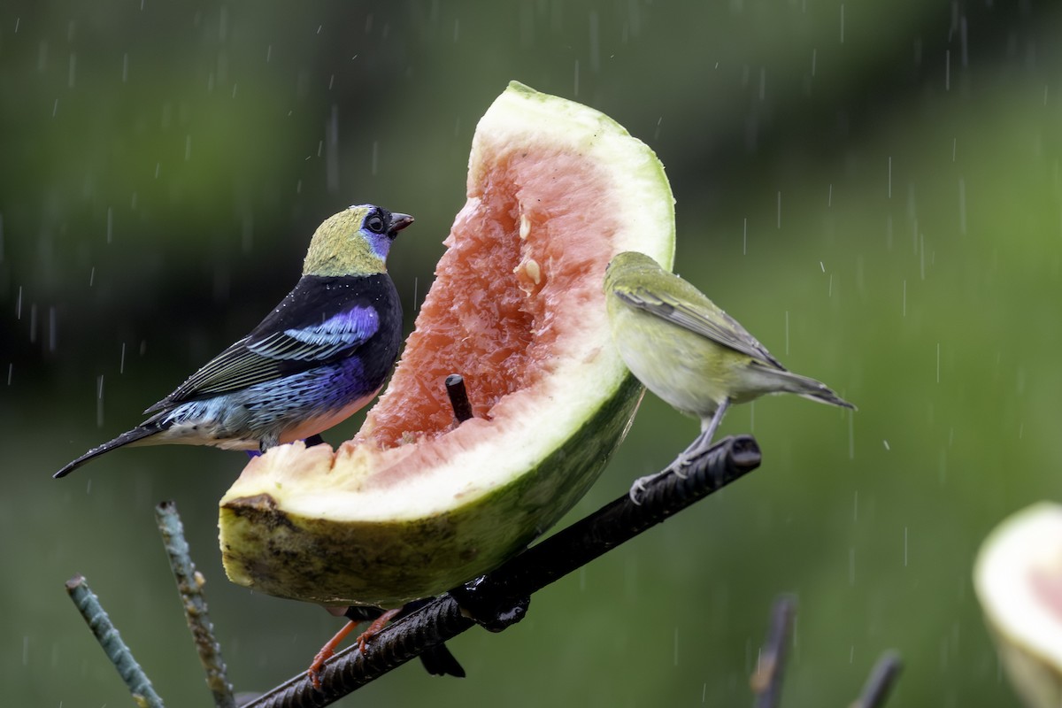 Золотистоголовая танагра - ML646547854