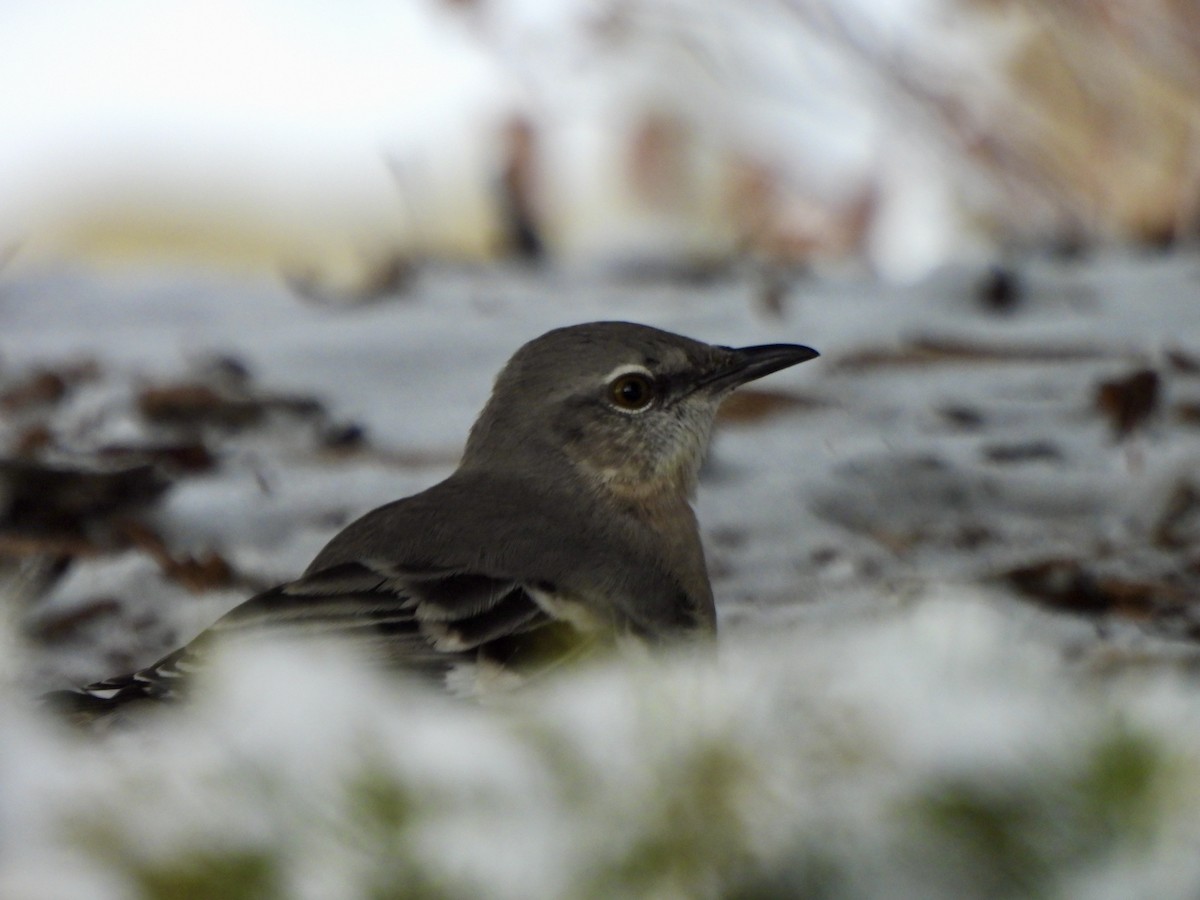 Northern Mockingbird - ML646547856