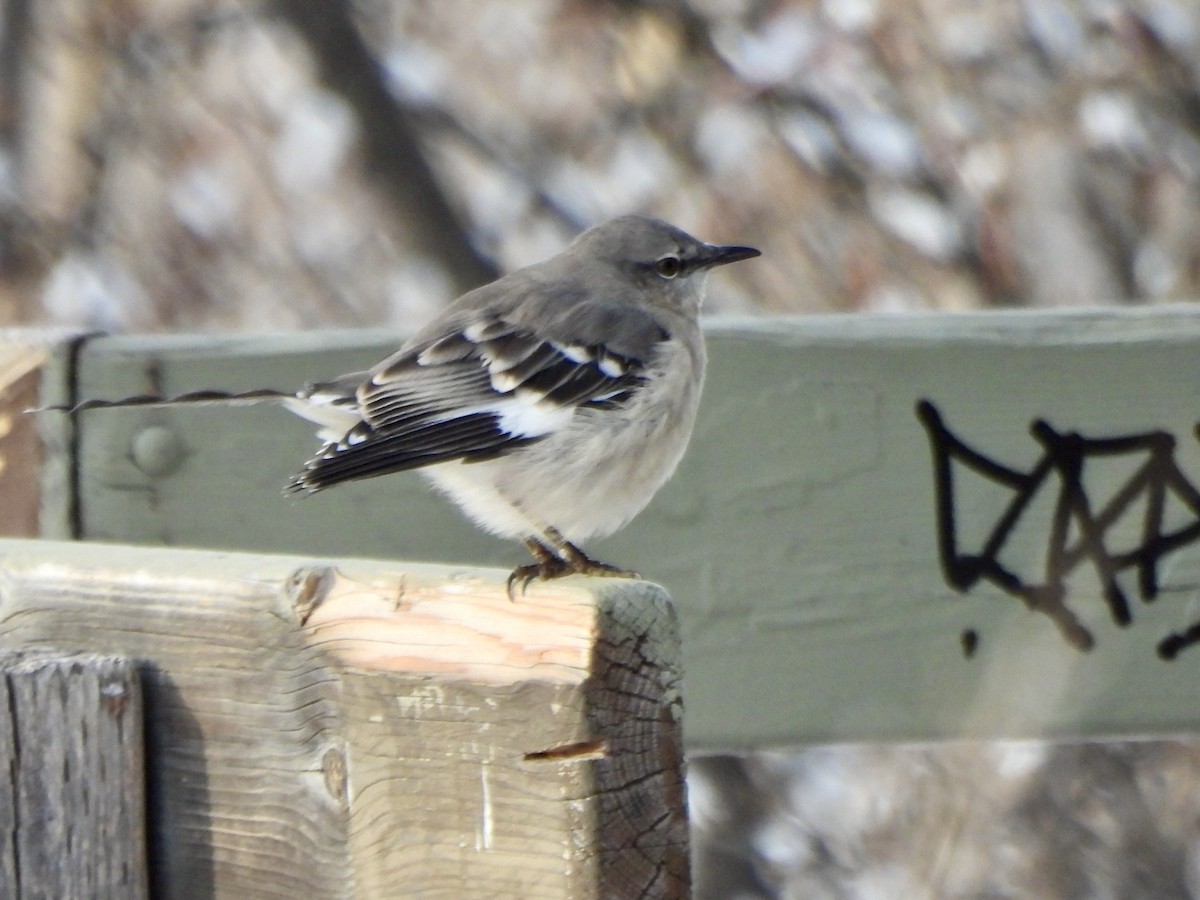 Northern Mockingbird - ML646547857