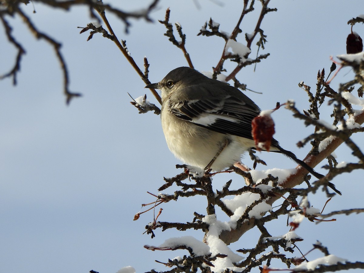 Northern Mockingbird - ML646547858