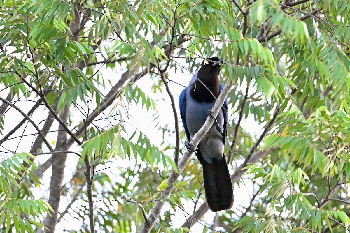 Violaceous Jay - ML646547860