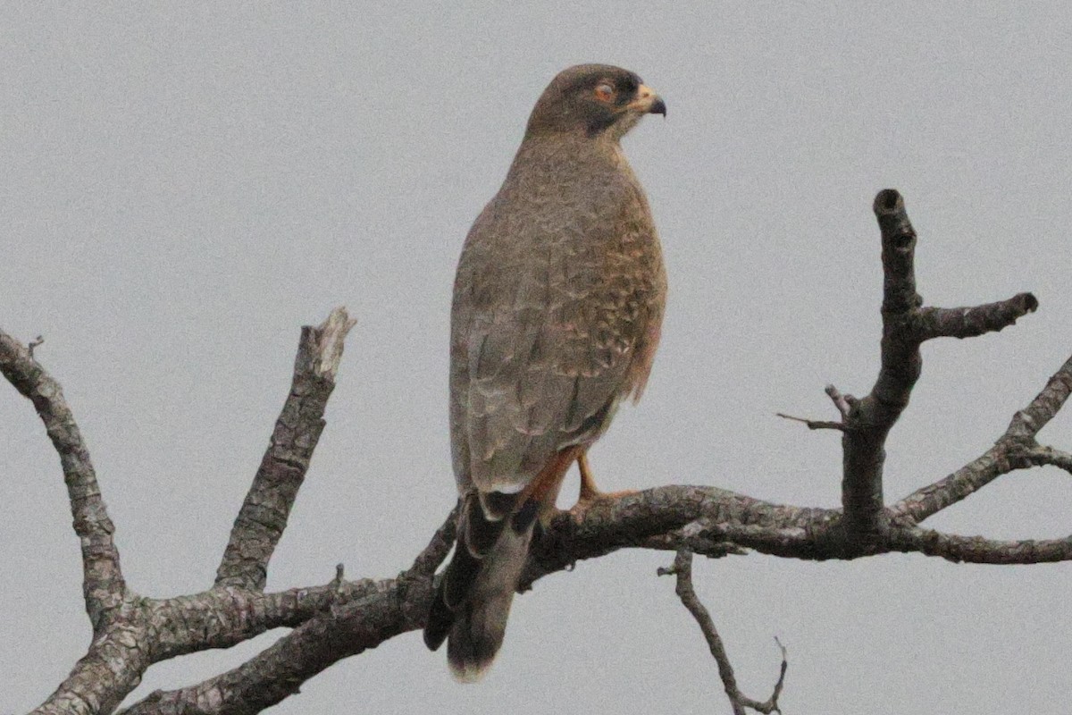 Grasshopper Buzzard - ML646547862