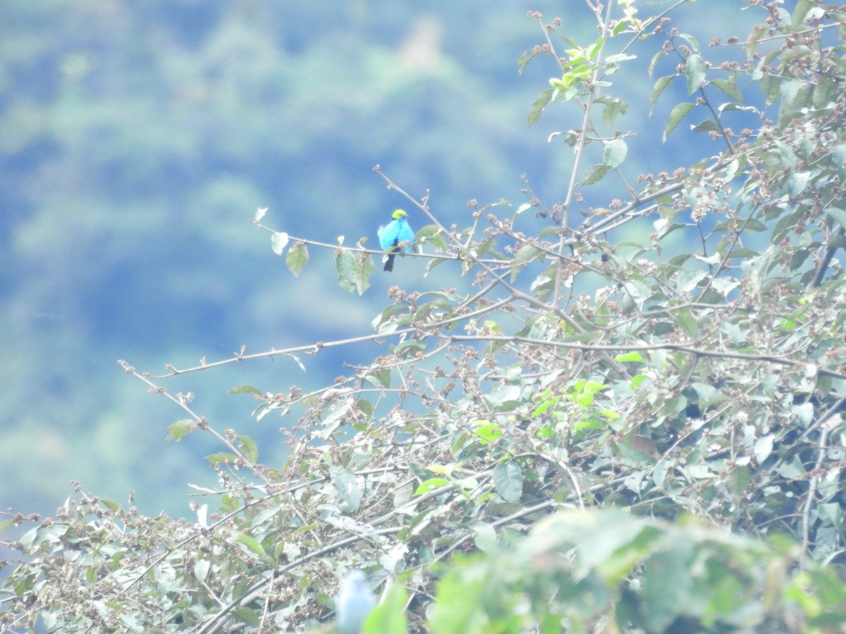 Paradise Tanager - ML646547866