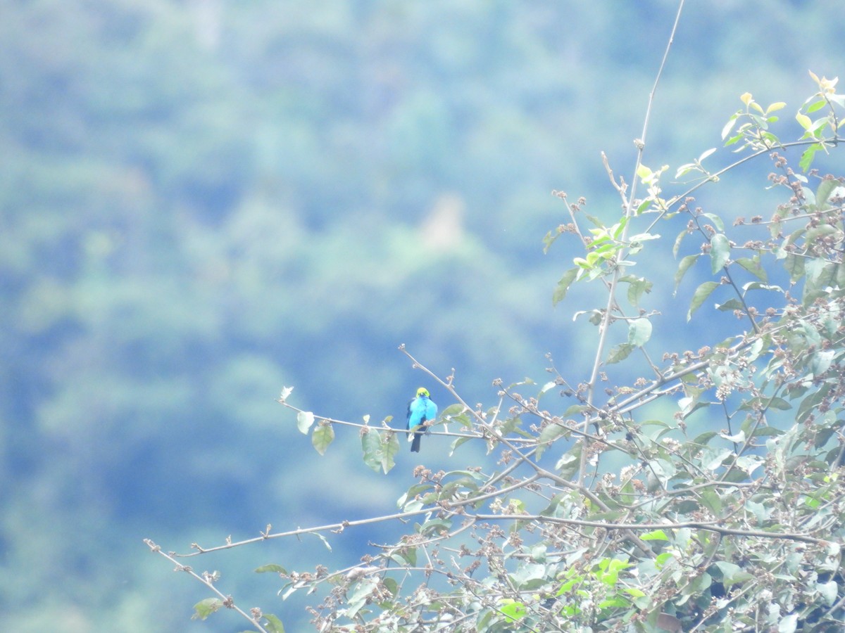 Paradise Tanager - ML646547867