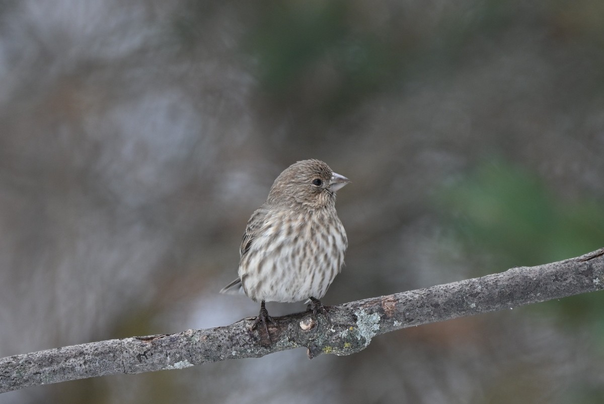 House Finch - ML646547868