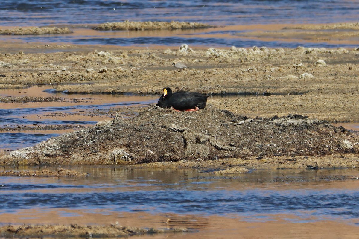 Гигантская лысуха - ML646547869