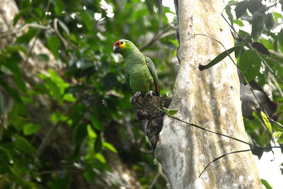 Amazona Frentirroja - ML646547870