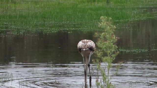Фламінго рожевокрилий - ML646547873