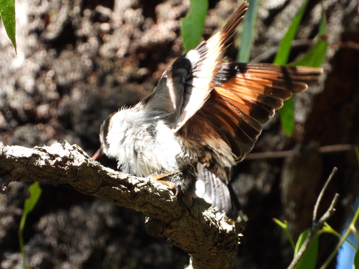 brhlíček proměnlivý - ML646547875