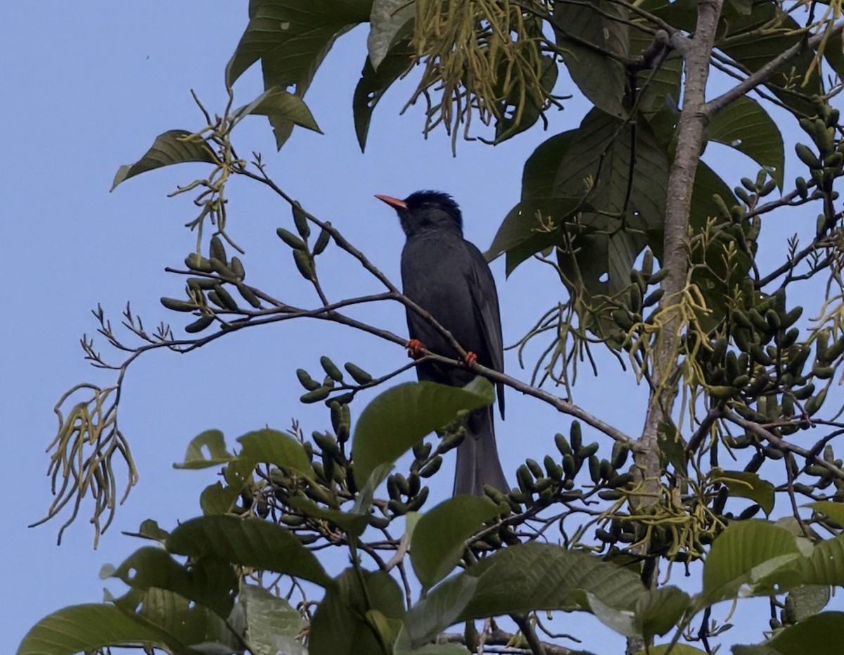 Bulbul Negro - ML646547877