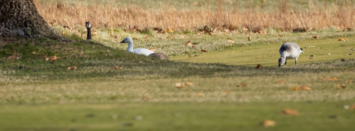 Snow Goose - ML646547878