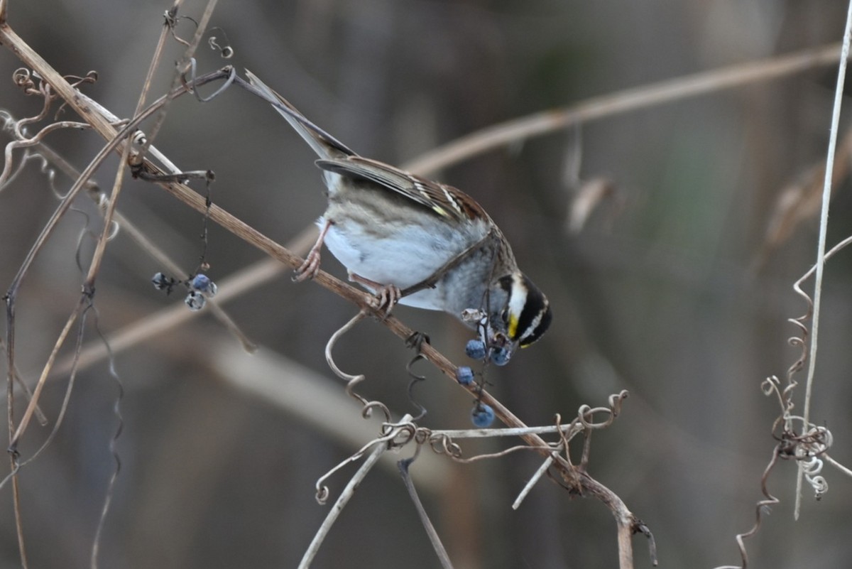 White-throated Sparrow - ML646547879