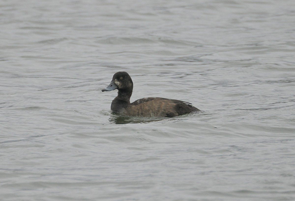 bergand - ML646547881