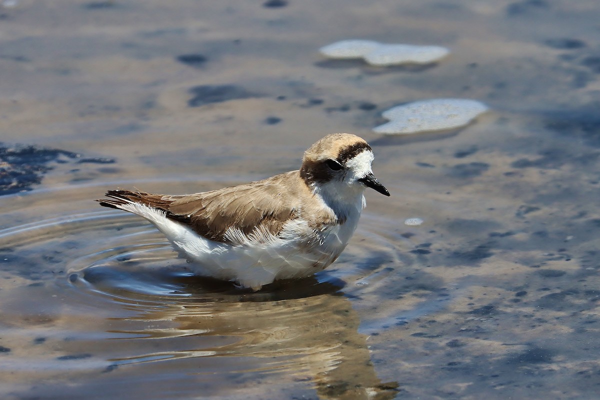 Степной зуёк - ML646547883