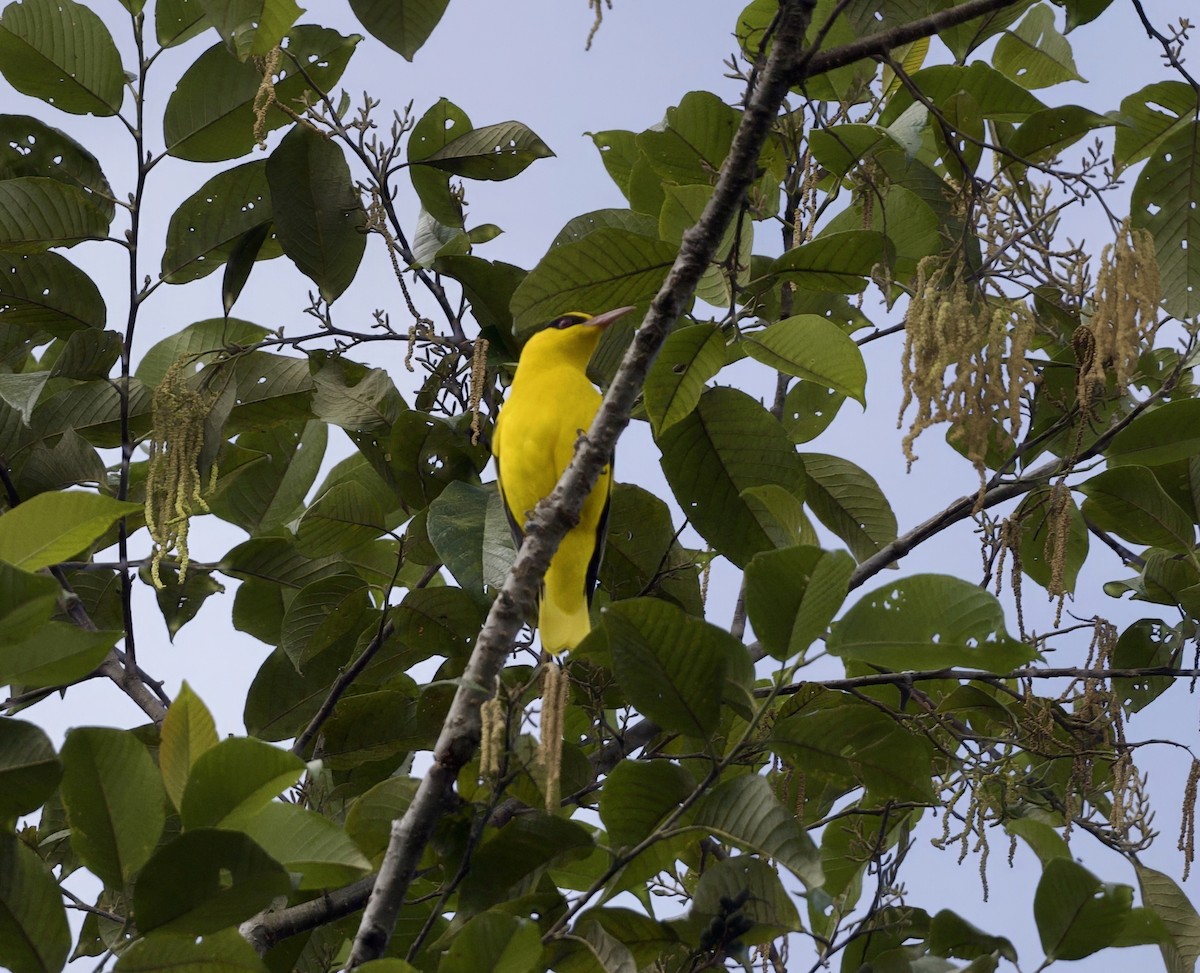 Oropéndola Picofina - ML646547888