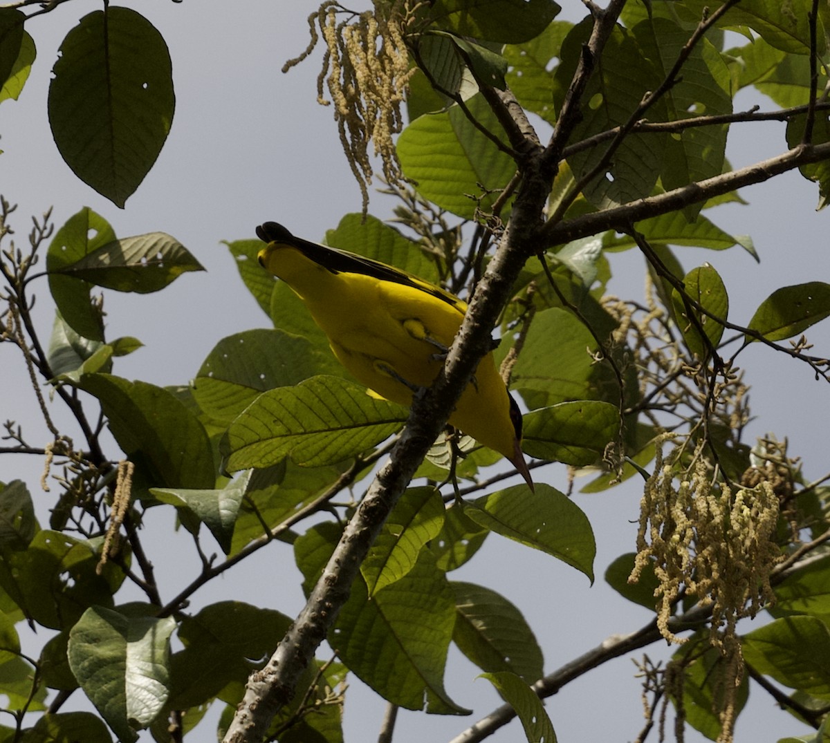 Oropéndola Picofina - ML646547889