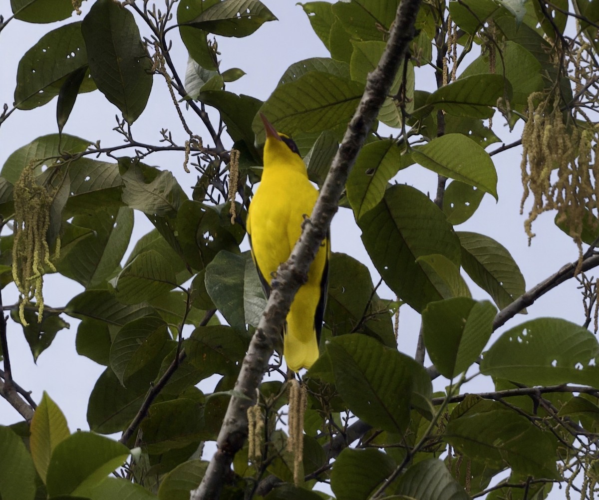 Oropéndola Picofina - ML646547890