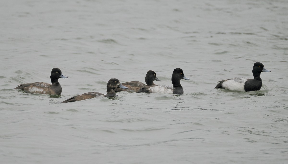 bergand - ML646547891