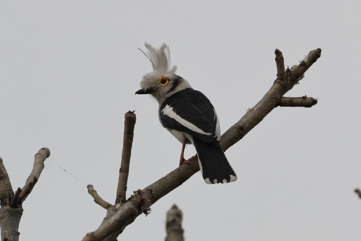 White-crested Helmetshrike - ML646547898