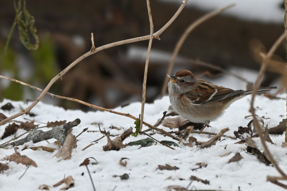 American Tree Sparrow - ML646547899