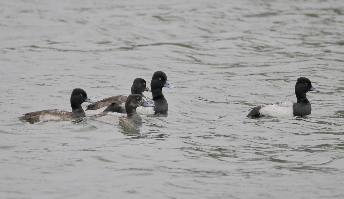 bergand - ML646547900