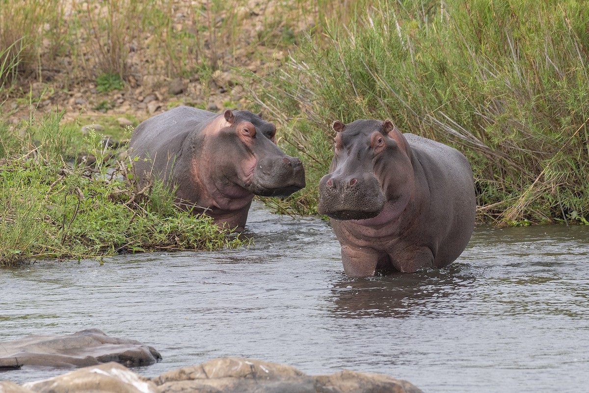 河馬 - ML646547901