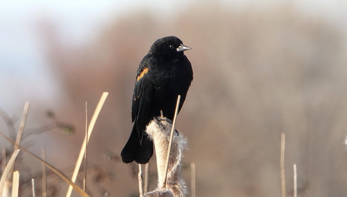 Red-winged Blackbird - ML646547905