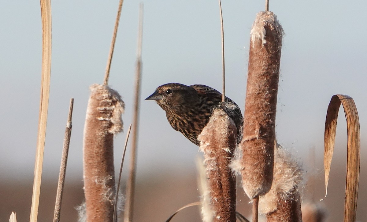 Red-winged Blackbird - ML646547906