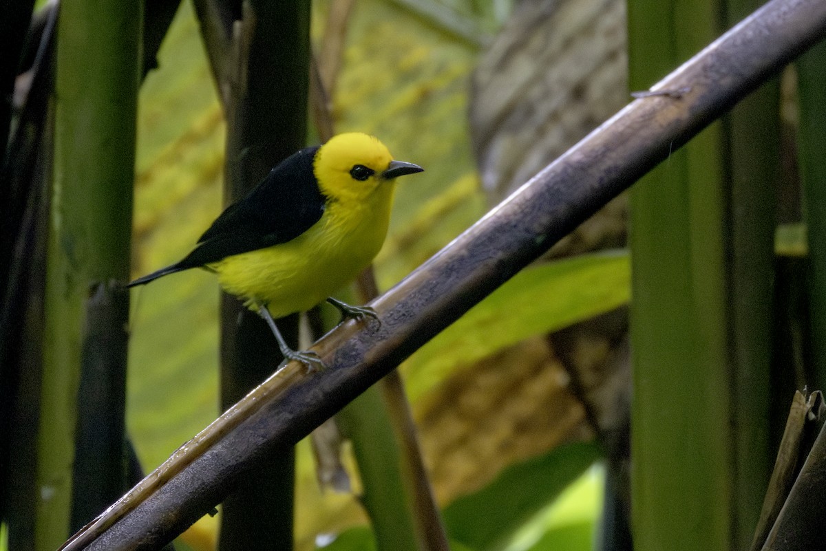 Black-and-yellow Tanager - ML646547908