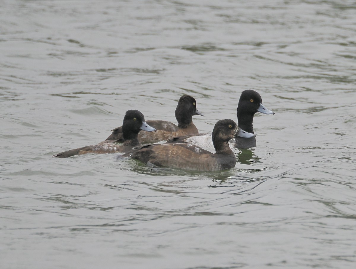 bergand - ML646547909