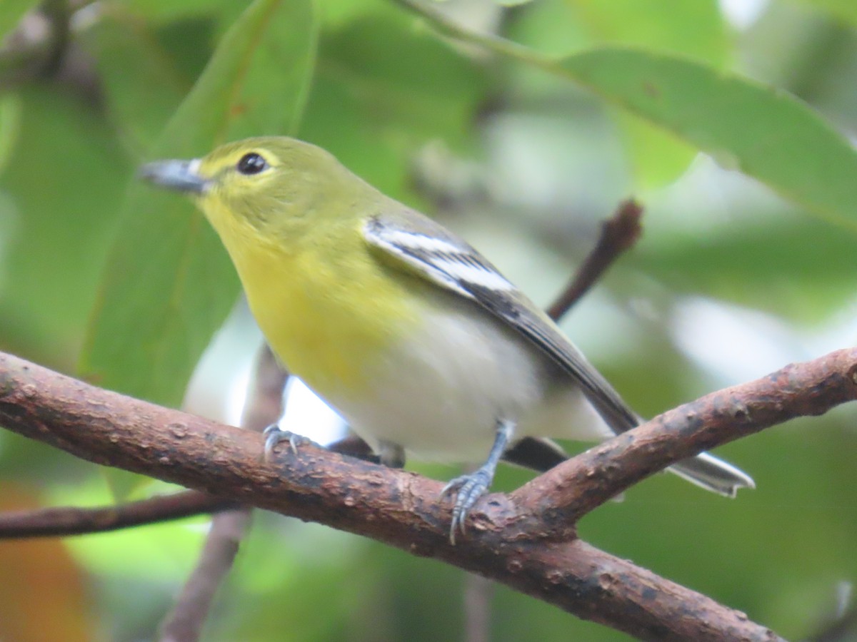 Yellow-throated Vireo - ML646547913