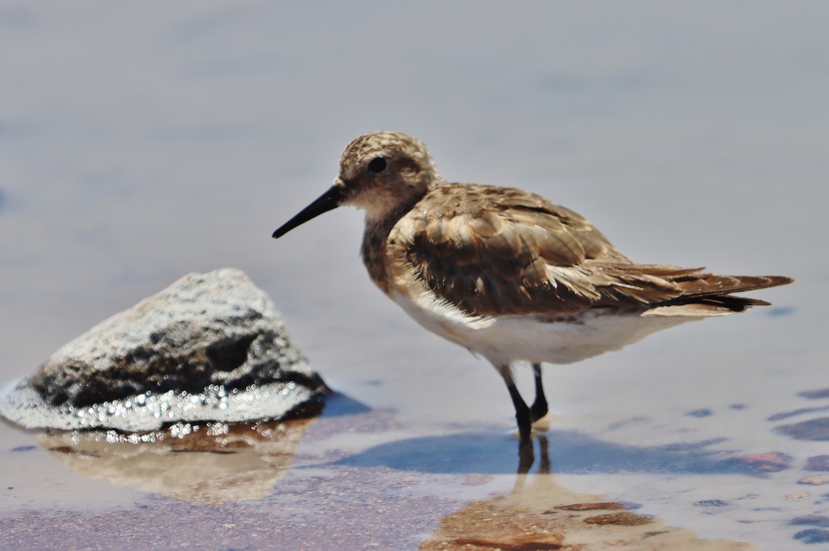 Baird's Sandpiper - ML646547914