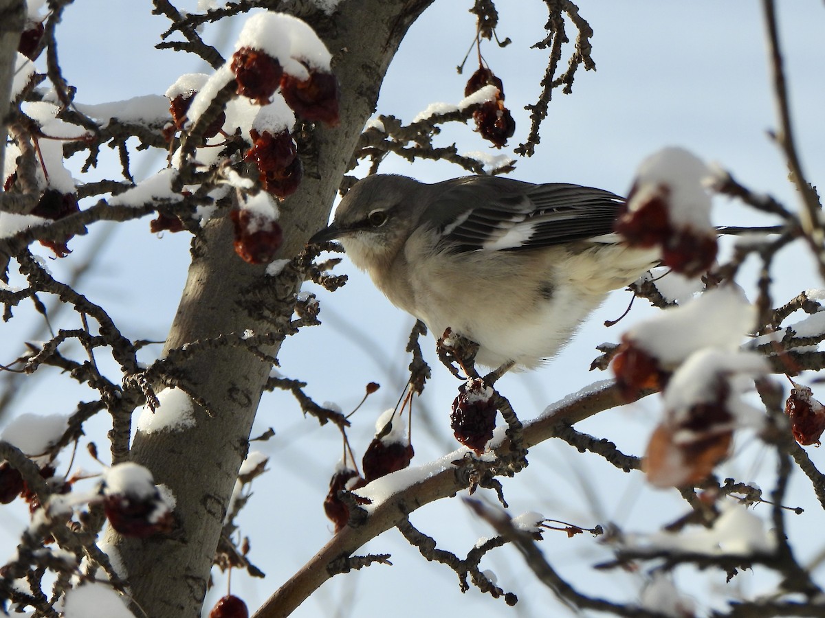 Northern Mockingbird - ML646547915