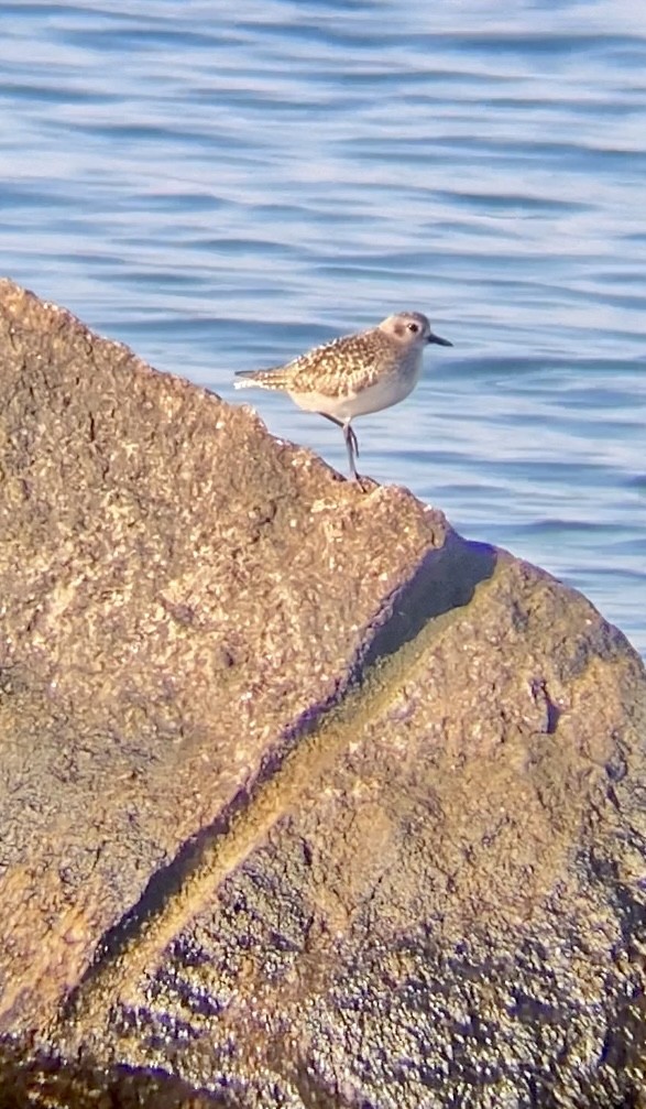 Chorlito Gris - ML646547916