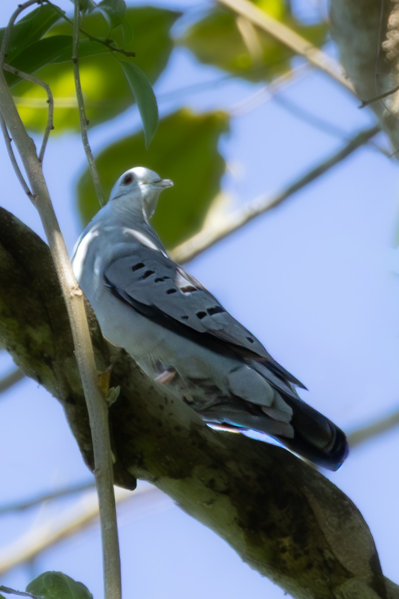 Blue Ground Dove - ML646547917