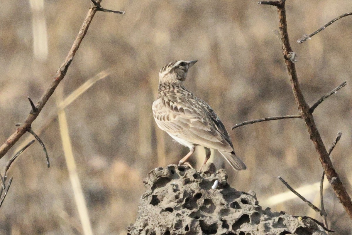 Sun Lark - ML646547918