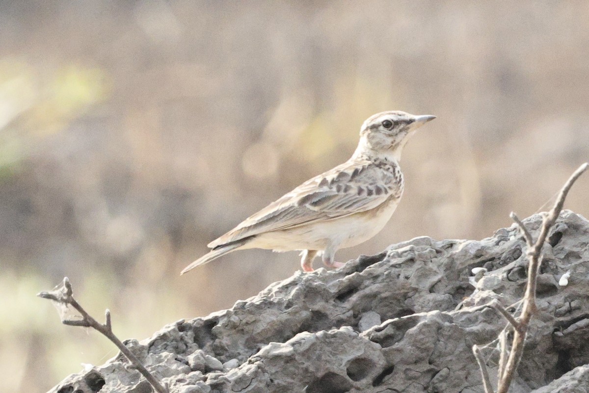 Sun Lark - ML646547919