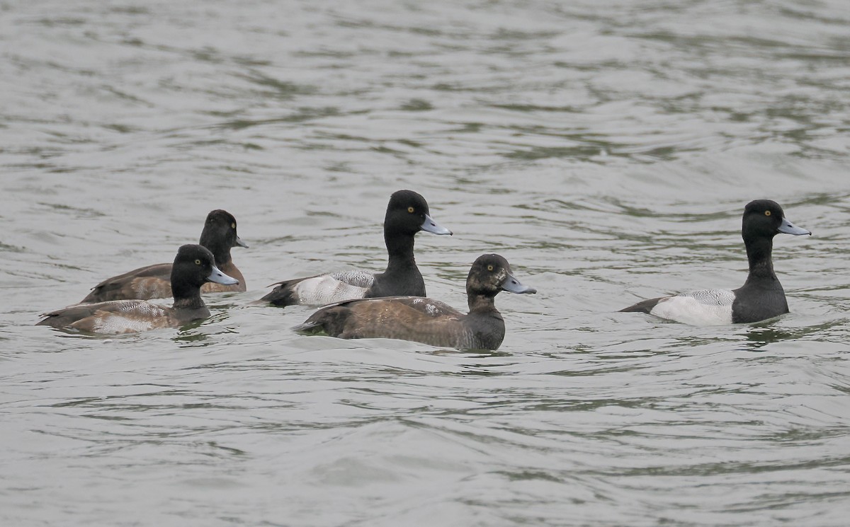 bergand - ML646547920