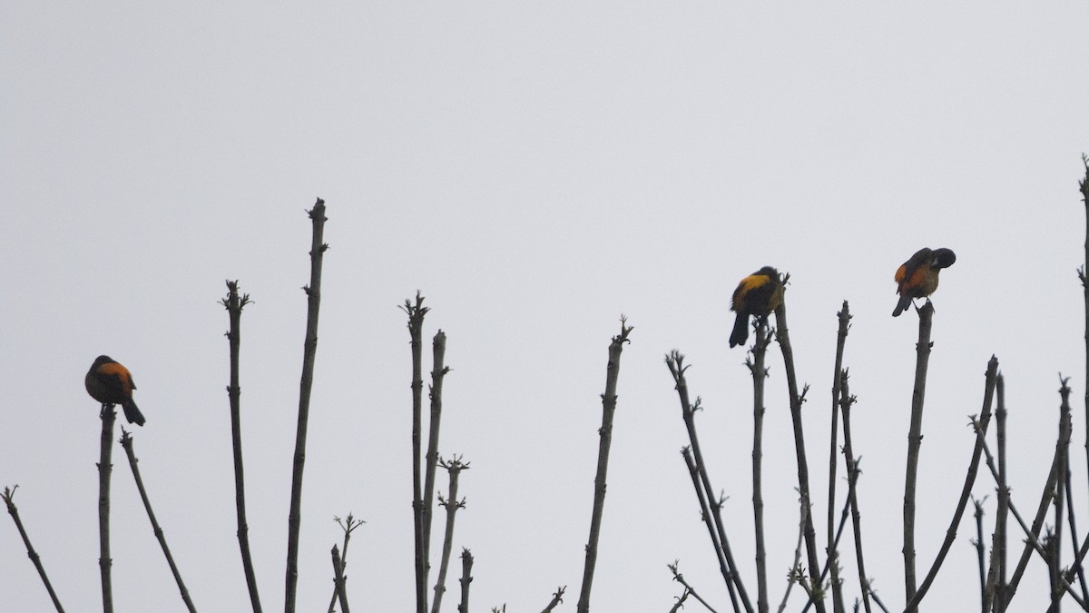 Flame-rumped Tanager - ML646547922