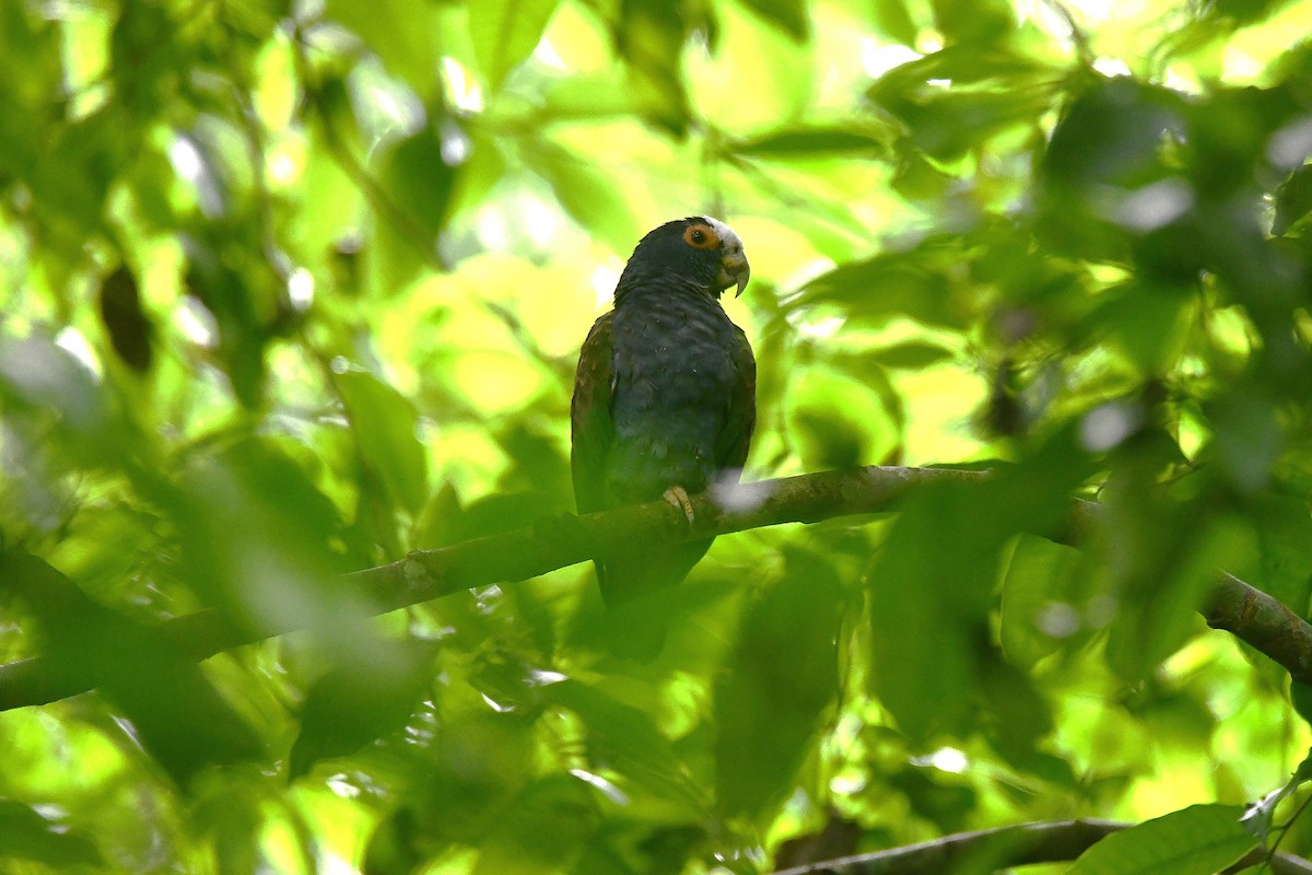 Loro Senil - ML646547930