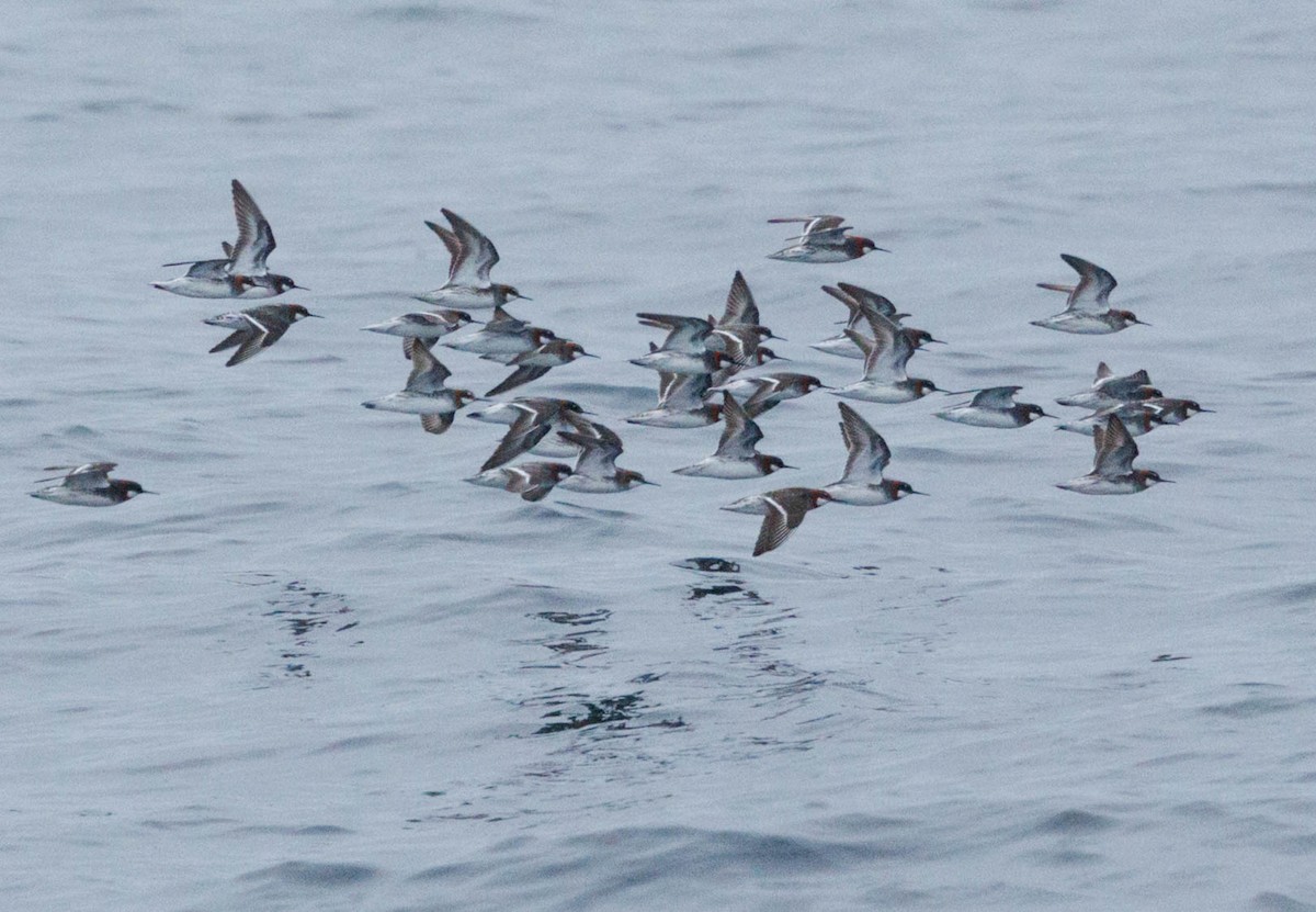 Круглоносый плавунчик - ML646547931