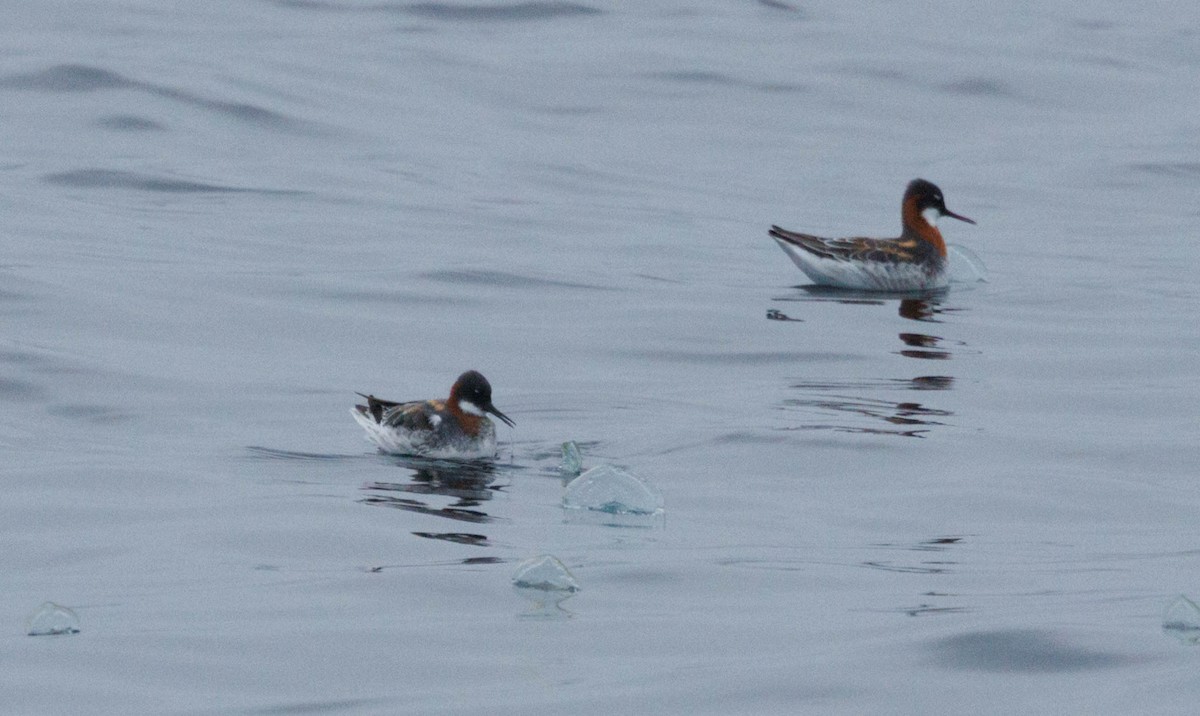 Круглоносый плавунчик - ML646547932