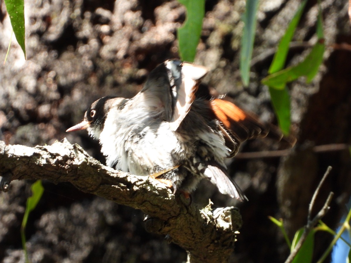 brhlíček proměnlivý - ML646547934