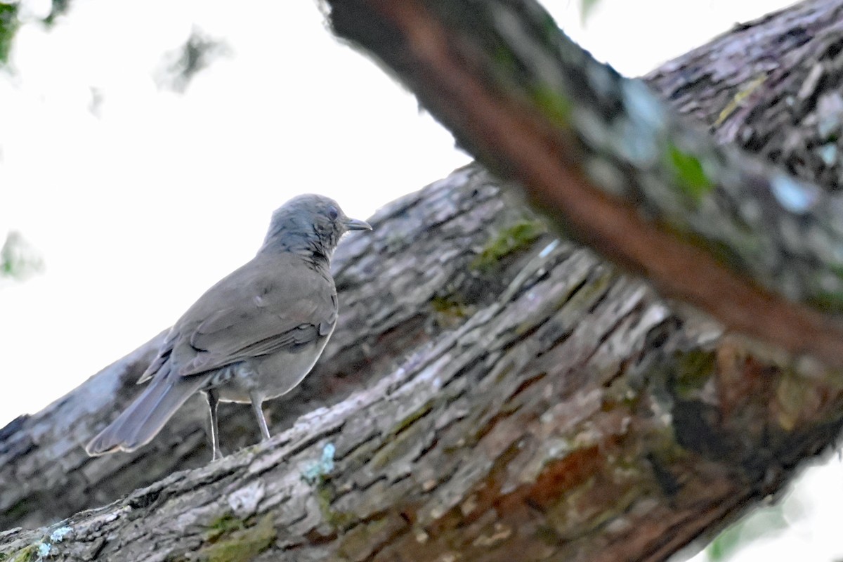 Pale-breasted Thrush - ML646547938