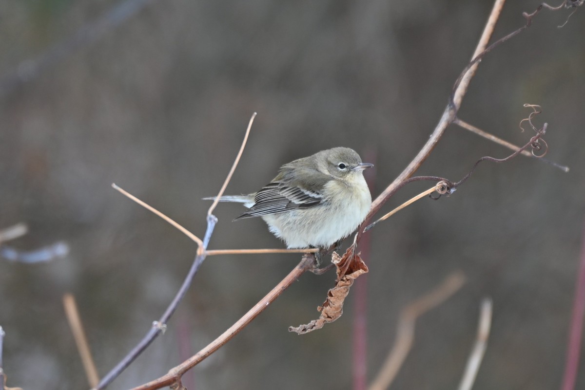 Kiefernwaldsänger - ML646547942