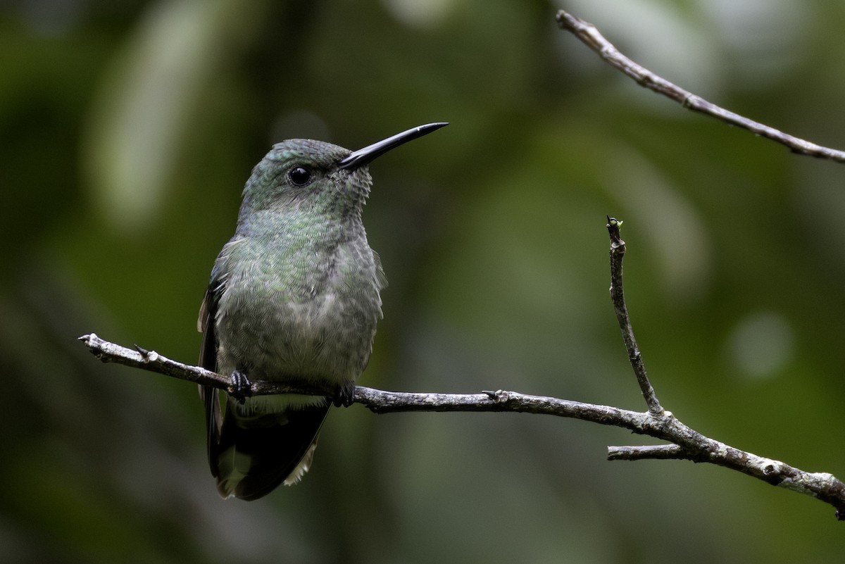 Colibrí de Cuvier - ML646547944