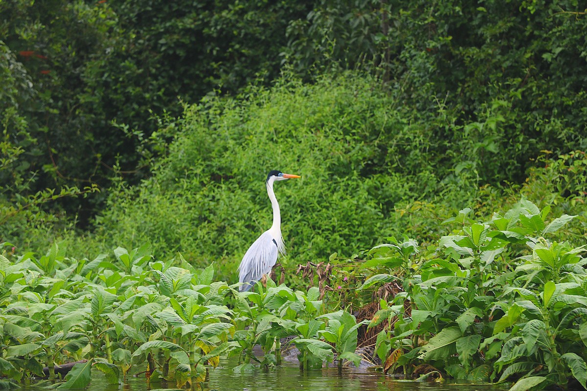 Cocoi Heron - ML646547945