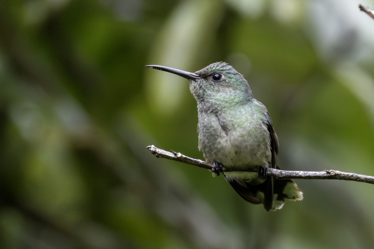 Colibrí de Cuvier - ML646547946