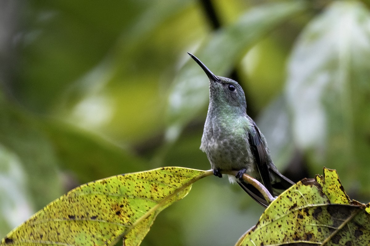 Colibrí de Cuvier - ML646547947