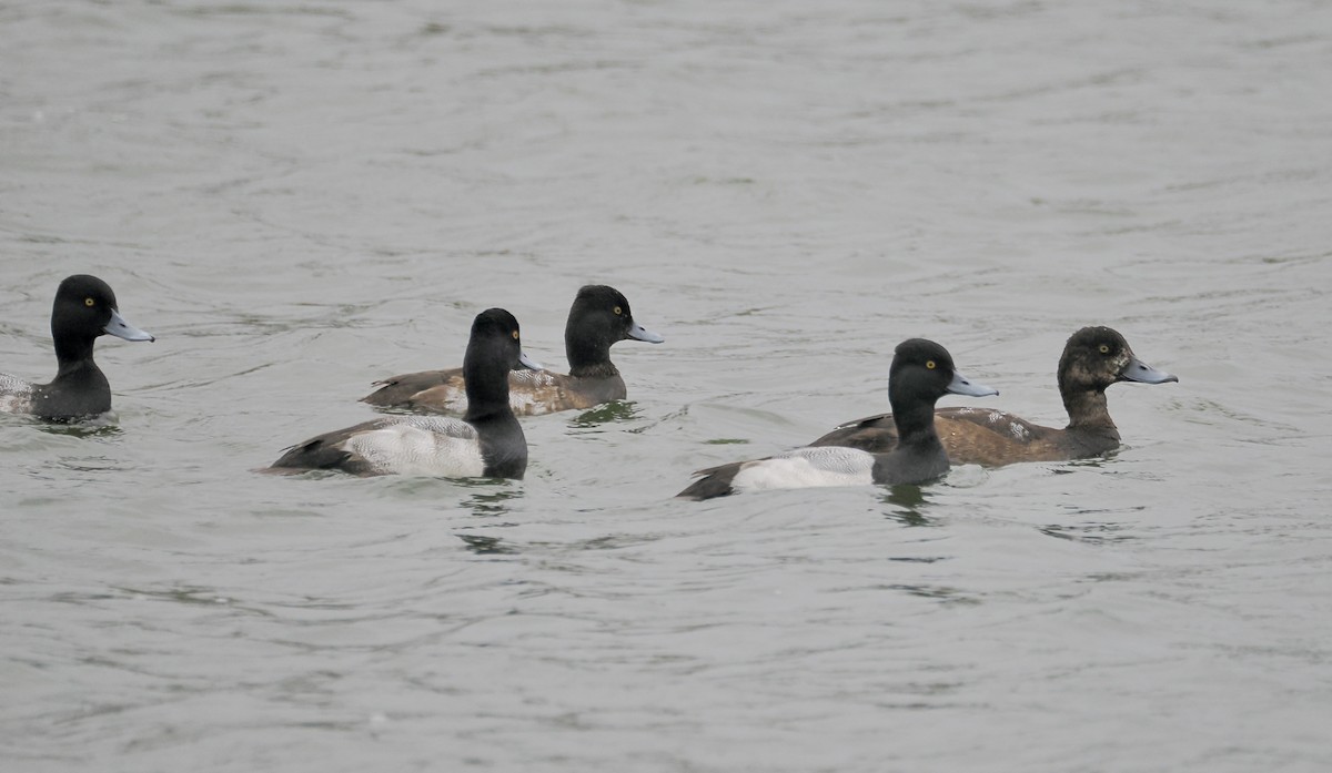 bergand - ML646547948